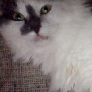 Meet your Posher, Miranda